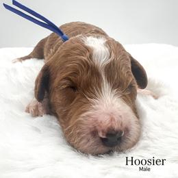 Hoosier - Red  male Goldendoodle puppy in Sunman, Indiana from Brunsman Country Doodles LLC