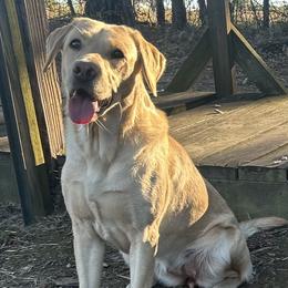 Labrador Retrievers from Essayons Gundogs