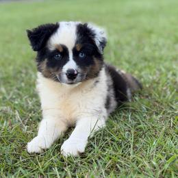 Snickers - Blue merle female Miniature Australian Shepherd puppy in Baker, Florida from East to Western Aussies