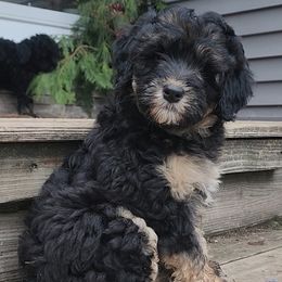 Bernedoodle Puppies from Whispering Aspen Homestead