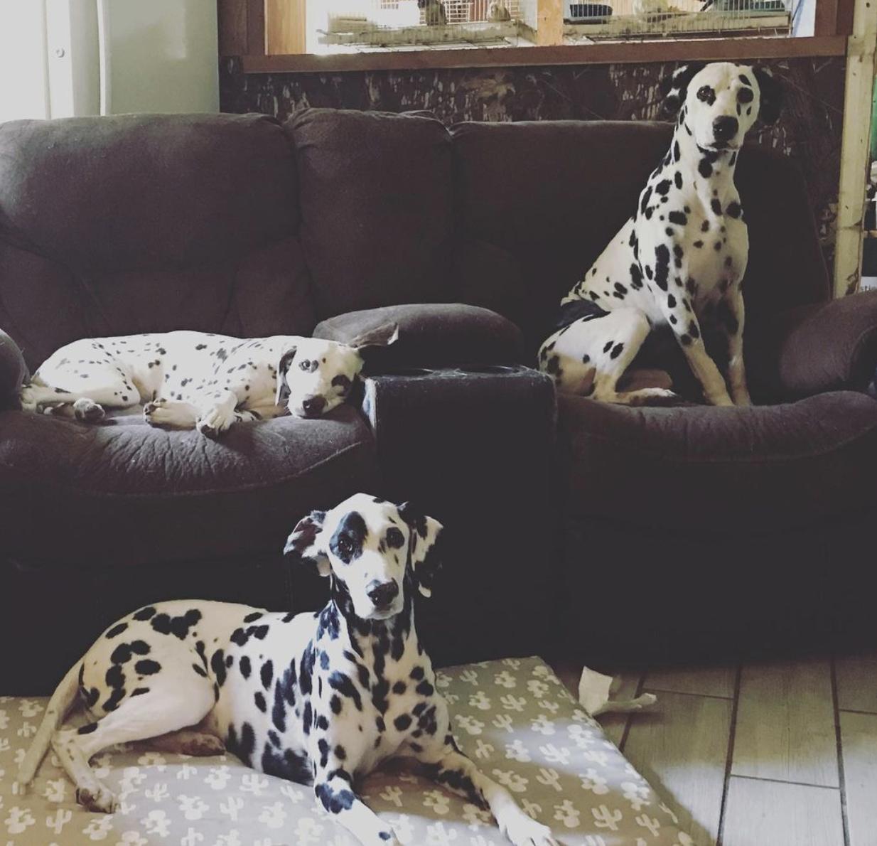 Cedar Ridge Kennels in Arkansas Dalmatian puppies Good Dog