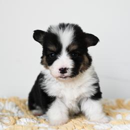 Ozzy - Black and tan male Pembroke Welsh Corgi puppy in Mona, Utah from Sorensen Corgis