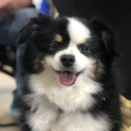 Mr Gunner - Toy Australian Shepherd