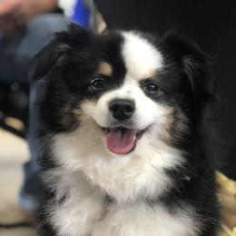 Mr Gunner - Toy Australian Shepherd