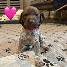 Everest-Pink - Liver and white female German Shorthaired Pointer puppy in Conroe, Texas from Tipsy Rabbit GSP TopDog Kennel
