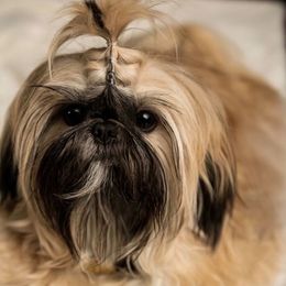 Flynn - Shih Tzu