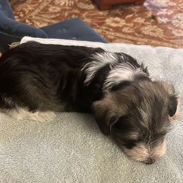 Miniature Schnauzer Puppies from Lovey Mini Schnauzers