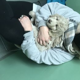 Goldendoodle, Schnoodle, and Sheepadoodle Puppies from Dood Ranch