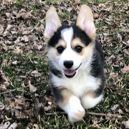 Pembroke Welsh Corgi Puppies from GLC Corgis