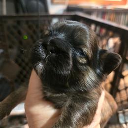 M Grey Isb. Brindle - Brindle male Shih Tzu puppy in Missouri from Farm Animal Mommy Shih tzu's Michalek Dog Breeder