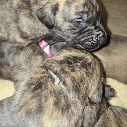 Doberman Pinscher and Great Dane Puppies from Draggin Dobermans & Great Danes