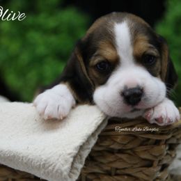Beagle Puppies from Tymber Lake Beagles