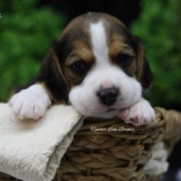 Beagle Puppies from Tymber Lake Beagles