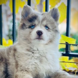 Hermione Granger - Merle female Pomsky puppy in Greenville, South Carolina from Thicketty Mountain Pomskies