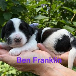 Benjamin (Franklin) - Parti male Goldendoodle puppy in Newark, Ohio from Valleydayle Doodles and Wheatens