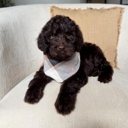 Onyx - Chocolate male Labradoodle puppy in Newark, Ohio from Raising Doodles