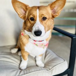 Birdie - Pembroke Welsh Corgi