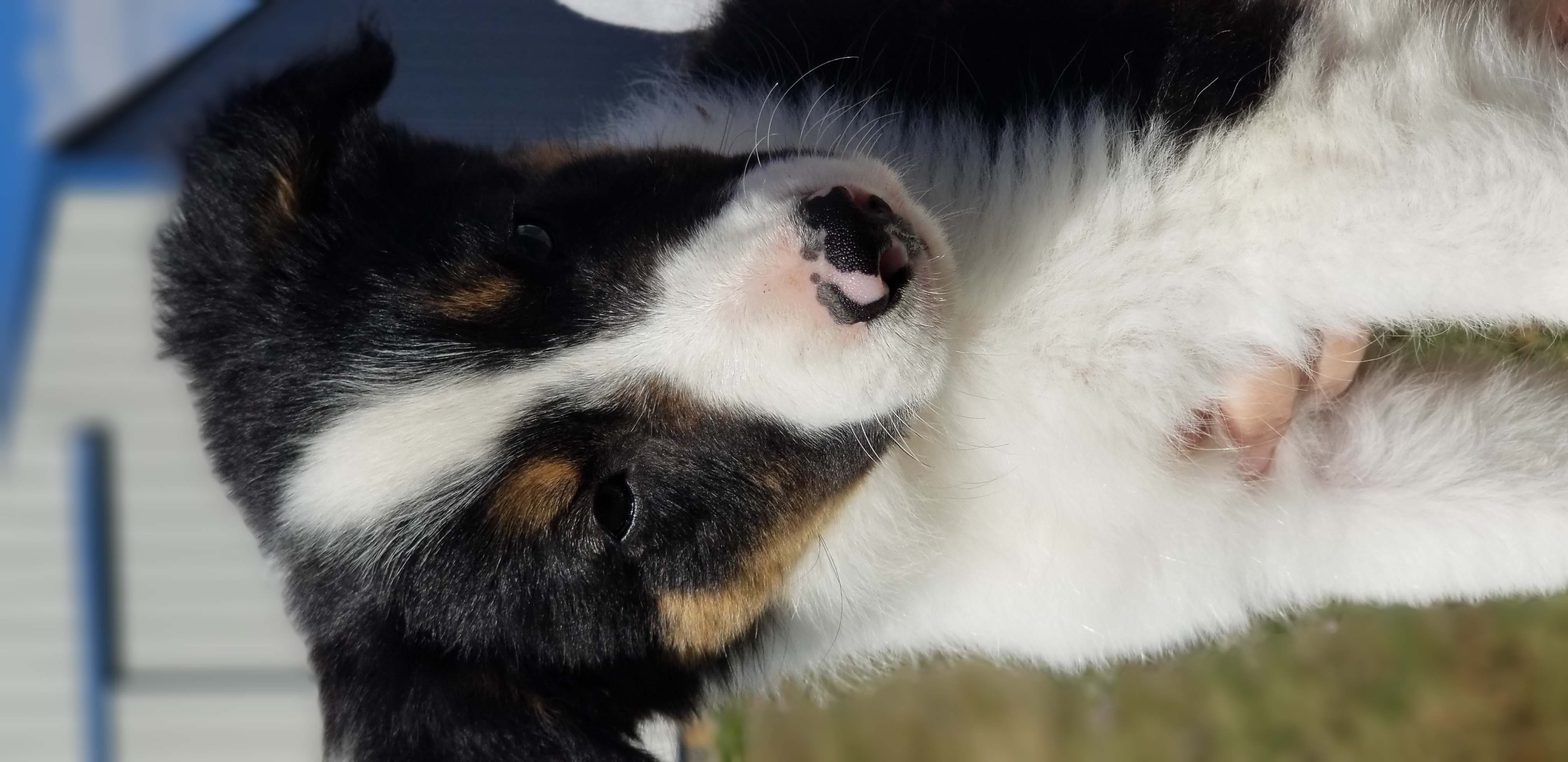 Border Collie Puppies from Bond Border Collies