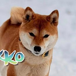 Byakko - Shiba Inu