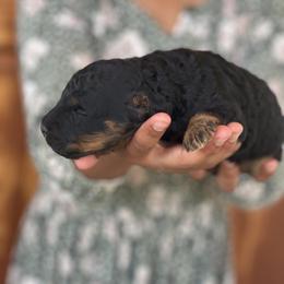 Girl 2 - female Cockapoo puppy in Waco, Texas from Cedar Ranch