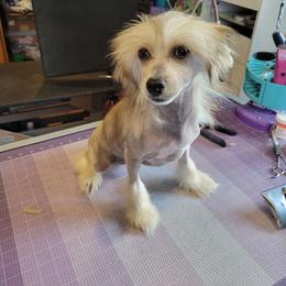 Totoro - Sable male Chinese Crested puppy in Woodland Park, Colorado from Feathers End Kennels