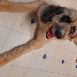 Shasta - Bordoodle