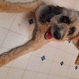 Shasta - Bordoodle