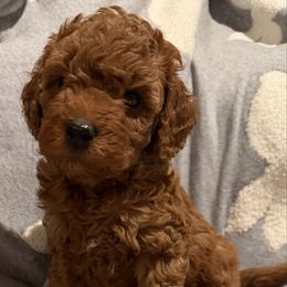 Female 2 - Red  female Poodle puppy in Southwest Ranches, Florida from Herringbone ‘s Poodles