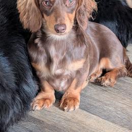 Le vian - Dachshund