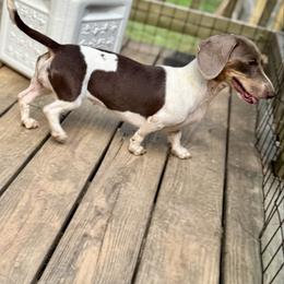 June - Dachshund