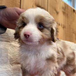 Finn - Red merle male Miniature American Shepherd puppy in Ballico, California from SierraVu Minis