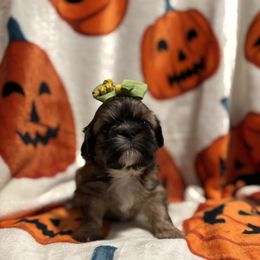 Red black mask - Red male Shih Tzu puppy in Sharon, Pennsylvania from Keystone Danes and Shih tzus