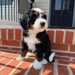 Carolina - Tri-color female Bernedoodle puppy in New Market, Virginia from Frosty & Ginger Co Home of Doodles