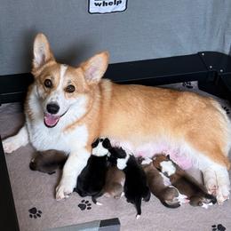 Pembroke Welsh Corgi puppies from Chases Dream Kennel