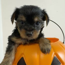 Girl-Yellow Collar - Black and tan female Yorkshire Terrier puppy in Enoree, South Carolina from Gone to the Dogs Kennel