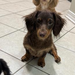 Sadie - Dachshund