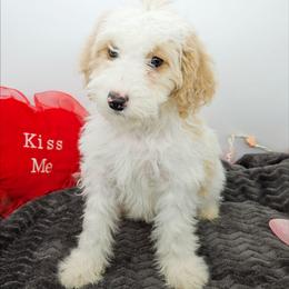 Oregano - Red male Bernedoodle puppy in Granton, Wisconsin from Rose River Farms