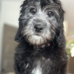 Willet - Goldendoodle