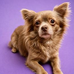 Natalia - Chihuahua