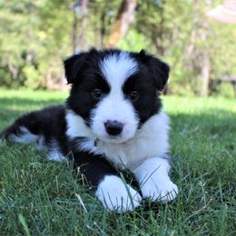 Border Collie Puppies from Team Reeves Ranch