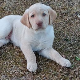 Labrador Retriever Puppies from Taylor Maid Labradors