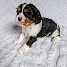 Cavalier King Charles Spaniel Puppies from Charleston Cavaliers