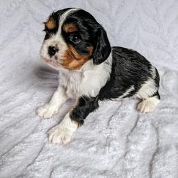 Cavalier King Charles Spaniel Puppies from Charleston Cavaliers