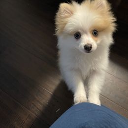 Pomeranian Puppies from ARC Kennels