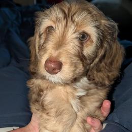 Ollie - Dachshund