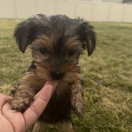 Yorkshire Terrier Puppies from Alvarado’s Yorkies