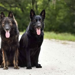 German Shepherds from IchBin Gesegnet