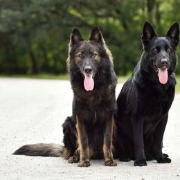German Shepherds from IchBin Gesegnet