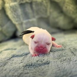 Black collar - Cream male French Bulldog puppy in Polk City, Florida from Best Friend Frenchies, LLC