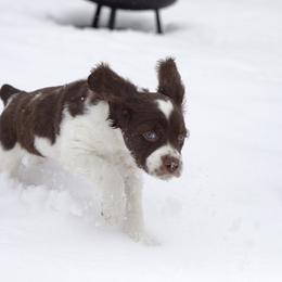 Chevo - Liver and white male Brittany puppy in Laramie, Wyoming from Aviary Kennels